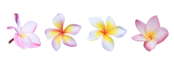 Plumeria or Frangipani or Temple tree flower. Collection of pink plumeria flowers isolated on white background.