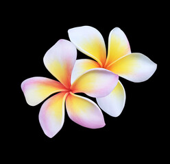 Fototapeta premium Plumeria or Frangipani or Temple tree flower. Close up red-pink plumeria flowers bouquet isolated on black background.