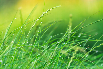 Juicy green grass with dew drops. Fresh green natural abstract background. The concept of freshness and coolness.