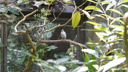White-shouldered Starling（学名：Sturnia...