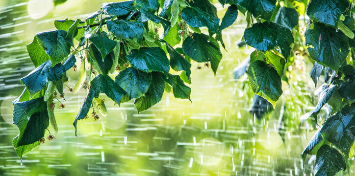 Warm summer rain, drops falling on the leaves.