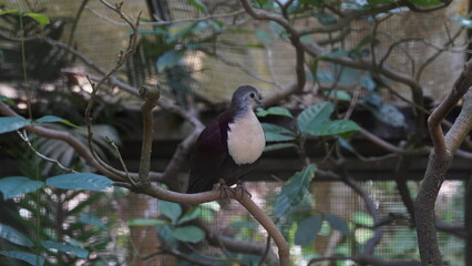 The laughing dove (Spilopelia senegalensis) is a small pigeon that is a resident breeder in Africa