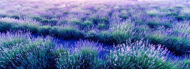 Lavender flowers, abstract natural background. close up