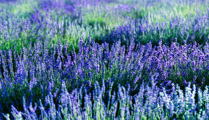 Lavender flowers, abstract natural background. close up