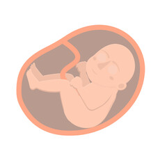 Embryo. Child in the womb, vector illustration