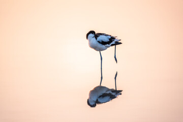 Water bird pied avocet, Recurvirostra avosetta, standing in the water in pink sunset light. The...