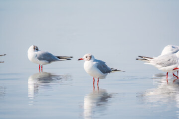 Flock of Seagulls, The European herring gull, swims on the calm lake shore