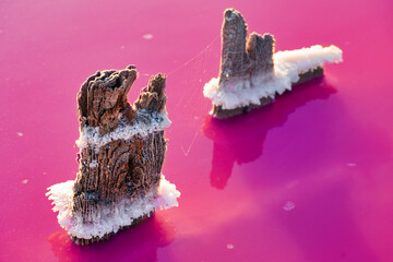 Wooden pegs in a pink salt lake