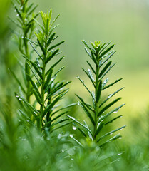 Fototapeta premium Conifer needles close-up on a green focused background.