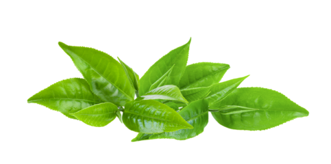 green tea leaf on transparent png