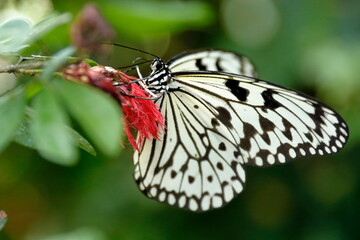 Close-up view of the resting butterfly 