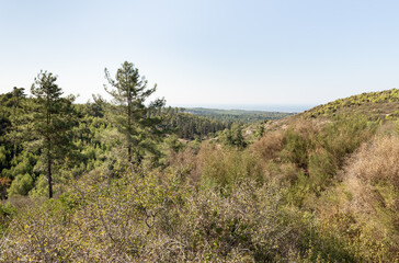 The Carmel  forest near Haifa city in northern Israel