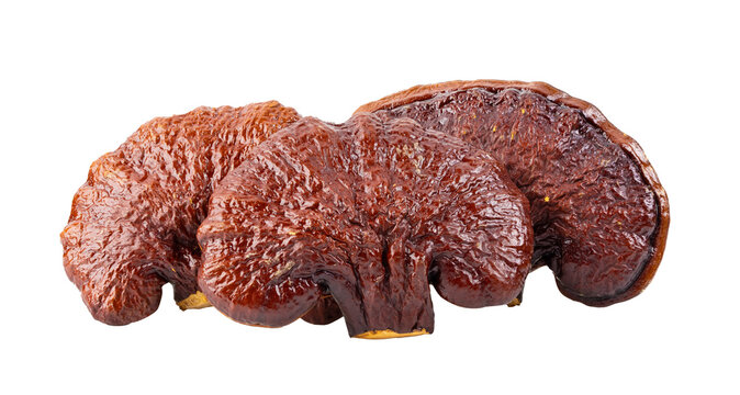 Lingzhi Mushroom Ganoderma Lucidum on transparent png