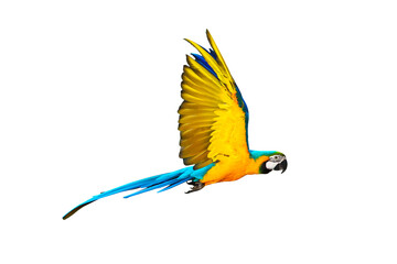 Colorful flying parrot isolated on transparent background png file