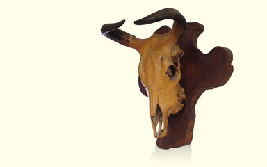 antique cow head and horn on wooden on yellow background, object, vintage, decor, gift, copy space
