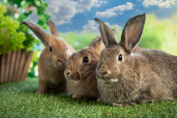 Rabbits are sitting in a green meadow. Hares eat summer marking on the grass. Bunny rabbit portrait...