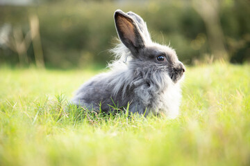 Little rabbit on green grass in summer evening day. Young adorable bunny playing in garden. Bokeh background.