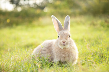 Little rabbit on green grass in summer day. Young adorable bunny playing in garden.