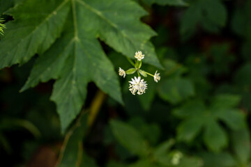 Astrantia carniolica flower growing in mountains, close up	