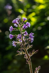 Cicerbita alpina flower growing in mountains, close up	