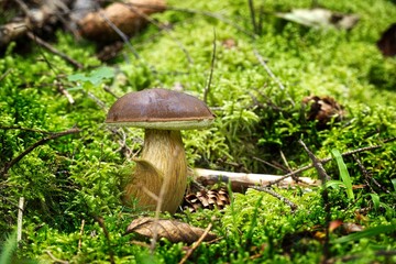 Boletus Pinophilus mushroom growing on lush green moss
