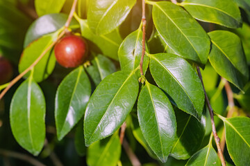 Camellia tree leaves and ripe red fruit hiding in bush. Harvest and herbal medicine and tea concept