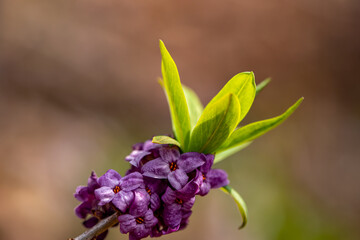 Daphne mezereum flower growing in forest
