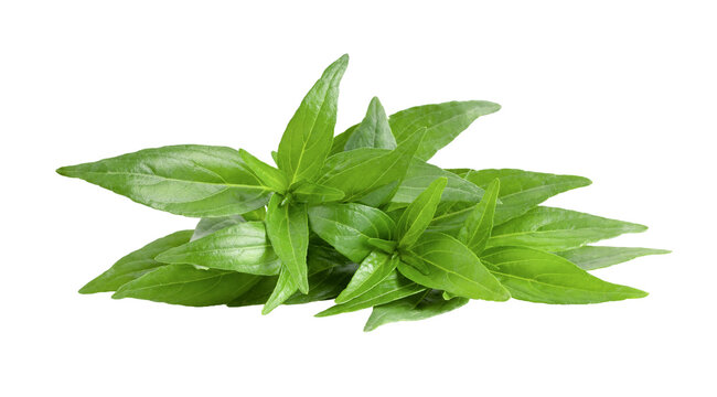 Kariyat or Andrographis paniculata  green leaves on transparent png