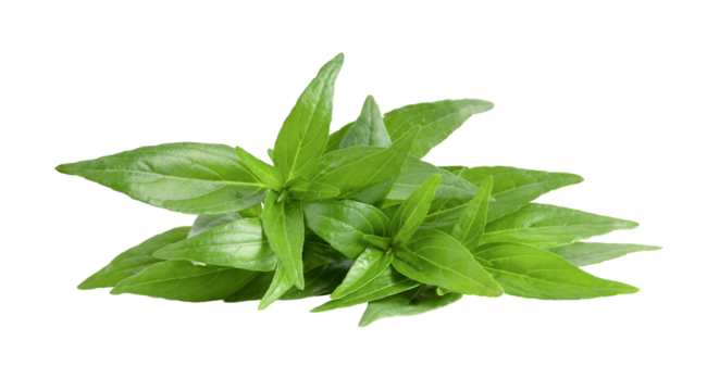 Kariyat or Andrographis paniculata  green leaves on transparent png