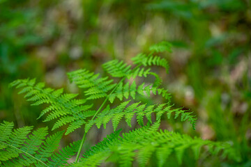 Dryopteris filix-mas flower growing in forest	