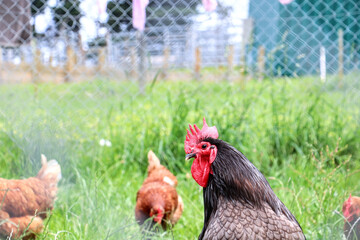 range chicken on farm