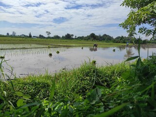 asian people planting rice traditional 