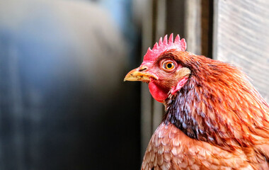 Chicken on a farm, close up