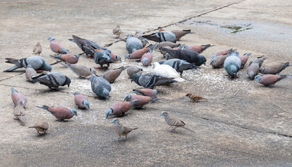 Single white dove in group of gray doves. different concept