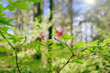 Pink berry flower on branch in forest with defocused foliage and bokeh. Salmonberry in bloom or Rubus spectabilis. Wild berry shrub growing in coastal forest at the west coast of Canada and USA.
