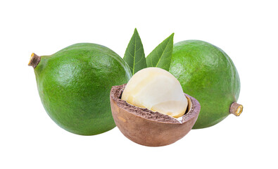 macadamia nuts with leaf isolated on transparent png