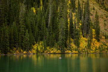 Beautiful forest on the shore of a  blue mountain lake