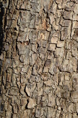 Closeup outer tree bark, the outermost layer of stemm of wood
