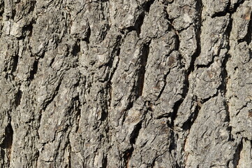 Closeup outer tree bark, the outermost layer of stemm of wood