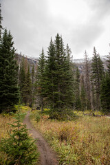 Beautiful trail in pine forest in the Rocky Mountains