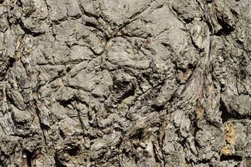 Closeup outer tree bark, the outermost layer of stemm of wood