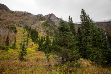 Beautiful pine forest landscape in the Rocky Mountains