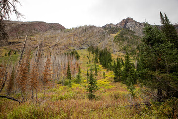 Beautiful pine forest landscape in the Rocky Mountains