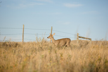 White tail doe on the prairie