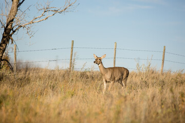 White tail doe on the prairie