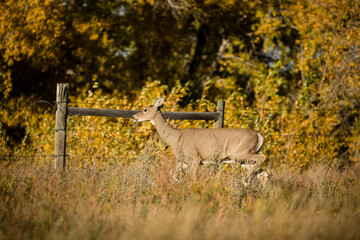 White tailed deer doe in an autumn forest