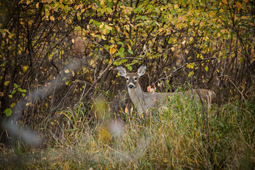 White tailed deer doe in an autumn forest