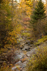 Mountain stream flowing through a fall forest