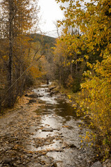 Fototapeta na wymiar Mountain stream flowing through a fall forest