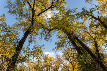 Cottonwood trees framing a beautiful clear blue summer sky